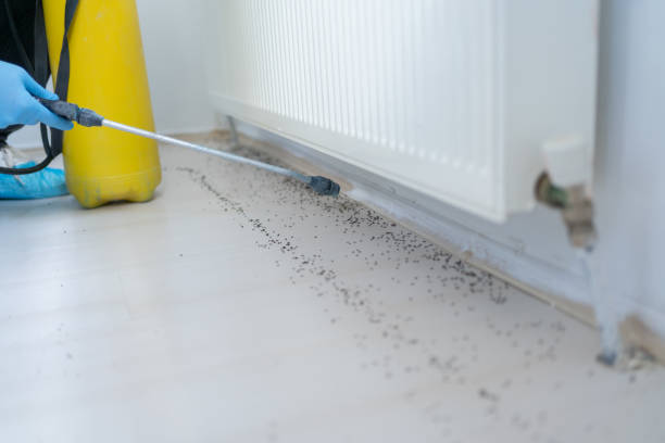 Best Ant Control Services  in Poplar Grove, IL